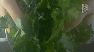 【面皮】1.鍋中水開時，放挑揀好的艾草和一撮小蘇打，第一遍煮開后倒掉，重新加水大火煮開后，小火煮1小時。煮爛的艾草用紗布瀝干。
